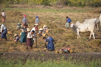 Myanmar, Farm labourers collecting crops in a field, near Mandalay.