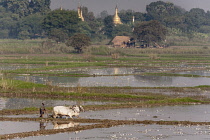 Myanmar, Farmer and oxen ploughing paddy fields, near Mandalay.