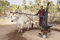 Myanmar, Farmer with an ox making peanut oil, Kyaukpadaung, near Bagan.