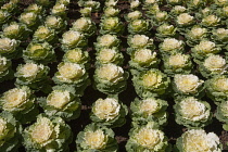 Myanmar, Mandalay, Ornamental cabbages, National Kandawgyi Gardens, Pyin Oo Lwin, Maymyo.