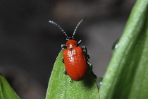 Insects, Beetle, Scarlet Lily Beetle, Beetle Lilloceris Lilii, Red coloured insect on green foliage.