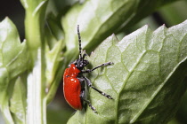 Insects, Beetle, Scarlet Lily Beetle, Beetle Lilloceris Lilii, Red coloured insect on green foliage.