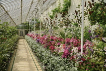 Ireland, Belfast, Botanic Gardens, Palm House with flowers.