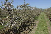 Plants, Trees, Fruit orchard in bloom.