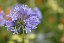 Plants, Flowers, Blue Agapanthus growing outdoor.