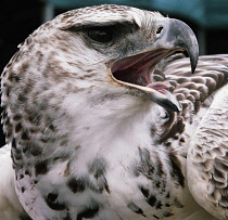 England, Kent, Shoreham, An African Martial Eagle at Rural Craft show.