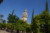 Spain, Andalucia, Cordoba, The Torre del Alminar of the Mezquita Cathedral seen from the Patio de las Naranjas.