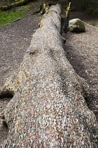 England, Cumbria, Lake District, The Money Tree in woodland at Aira Force, near Glenridding.