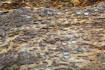 England, Cumbria, Lake District, The Money Tree in woodland at Aira Force, near Glenridding.