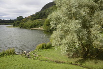 Scotland, Edinburgh, Duddingston Village, Duddingston Loch.