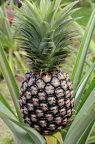 Mexico, Jalisco, Puerto Vallarta, Pineapple growing.