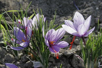 Greece, Macedonia, Kozani, Ano Komi.Saffron flower plants at their natural environment