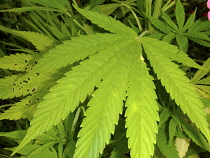 drugs, narcotics, marijuana, close up or dope leaf on the plant.