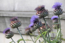 Scotland, Edinburgh, Princes Street gardens, artichoke flowers.