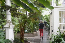 Scotland, Edinburgh, Royal Botanic Gardens, Palm House interior.