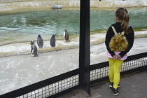 Scotland, Edinburgh, Edinburgh Zoo, child watching the penguins.