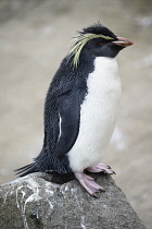 Scotland, Edinburgh, Edinburgh Zoo, Rock Hopper Penguin.