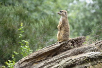 Scotland, Edinburgh, Edinburgh Zoo, Meercat.