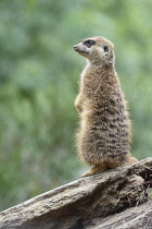 Scotland, Edinburgh, Edinburgh Zoo, Meercat.