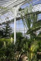 Scotland, Glasgow, East End, Glasgow Green, The People's Palace, Winter Gardens, palms and interior.