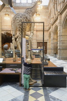 Scotland, Glasgow, West End, Kelvingrove Art Gallery and Museum, child measuring himself against the giraffe, West Court.