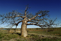 Australia, Northern Territory, Dampier, Baobab Tree on the Dampier Peninsula.