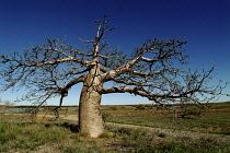 Australia, Northern Territory, Dampier, Baobab Tree on the Dampier Peninsula.