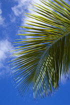 West Indies Caribbean St Vincent And The Grenadines Canouan Island Tamarind Beach a single curving coconut palm tree leaf against a blue sky