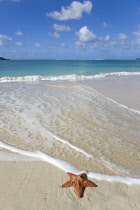 West Indies Caribbean Grenada Carriacou A red starfish on the beach with waves breaking on Paradise Beach at L'Esterre Bay with the turqoise sea and Sandy Island sand bar beyond