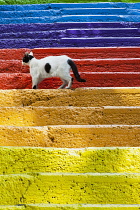Turkey, Istanbul, Cat standing on colourful painted steps, Karakoy region.