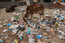 India, Bihar, Bodhgaya, A cow eats litter and waste.