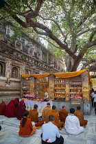 India, Bihar, Bodhgaya, Pilgrims praying in front of the Bhodi Tree at the Mahabodhi Temple Complex in Bodhgaya.