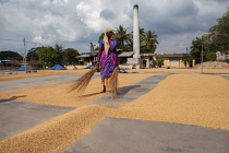 India, Tamil Nadu, Kanchipuram, A female worker spreads rice out to dry at a rice mill in Kanchipuram.