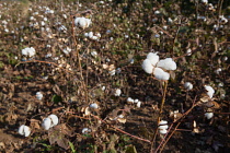 India, Andhra Pradesh, Cotton plants in rural Andhra Pradesh.