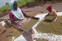 India, Tamil Nadu, Women sifting mustard seeds in rural Tamil Nadu.