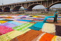 India, Tamil Nadu, Madurai, A dhobi wallah spreads out laundered saris to dry in the sun.