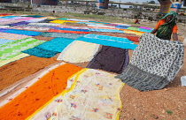 India, Tamil Nadu, Madurai, A dhobi wallah spreads out laundered saris to dry in the sun.