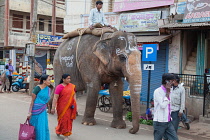 India, Karnataka, Harihar, Elephant on the streets of Harihar.