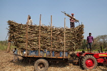 India, Karnataka, Bhadravati, Sugar cane harvest in Bhadravati.