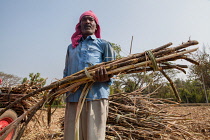 India, Karnataka, Bhadravati, Sugar cane harvest worker in Bhadravati.