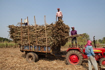 India, Karnataka, Bhadravati, Sugar cane harvest in Bhadravati.