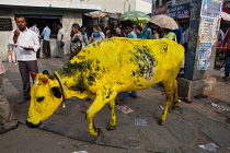 India, Karnataka, Mysore, A yellow painted cow walks through the streets of Mysore.