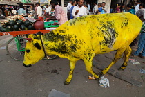 India, Karnataka, Mysore, A yellow painted cow walks through the streets of Mysore.