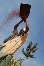 India, Karnataka, Farmer winnowing mustard seeds in rural Karnataka.