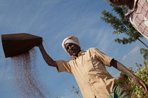 India, Karnataka, Farmer winnowing mustard seeds in rural Karnataka.