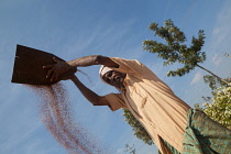 India, Karnataka, Farmer winnowing mustard seeds in rural Karnataka.