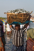 India, Kerala, Ponnani, A fisherman carries a large basket of fish in Ponnani harbour.