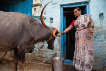India, Karnataka, Bijapur, Portrait of a woman in the doorway of her home with cattle in the front yard.