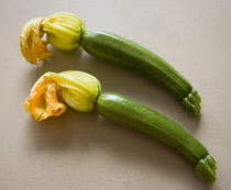 Courgette, Curcubito pepo, two freshly harvested zucchini with flowers intact.