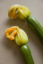 Courgette, Curcubito pepo, two freshly harvested zucchini with flowers intact.